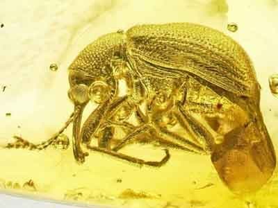 Chrząszcz Coleoptera Attelabidae Baltocar hoffeinsorum Riedel 2012 (rodzina tutkarzowate; Coleoptera: Attelabidae) - holotyp