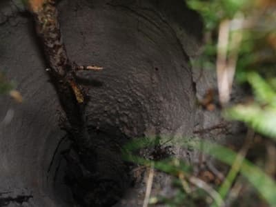 Głęnboka dziura w lesie na Stogach - pozostałość po nielegalnym wydoobyciu