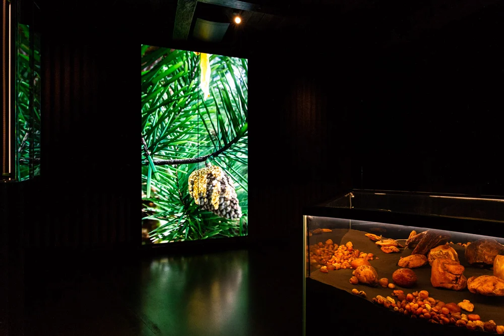 Muzeum bursztynu w nidzie