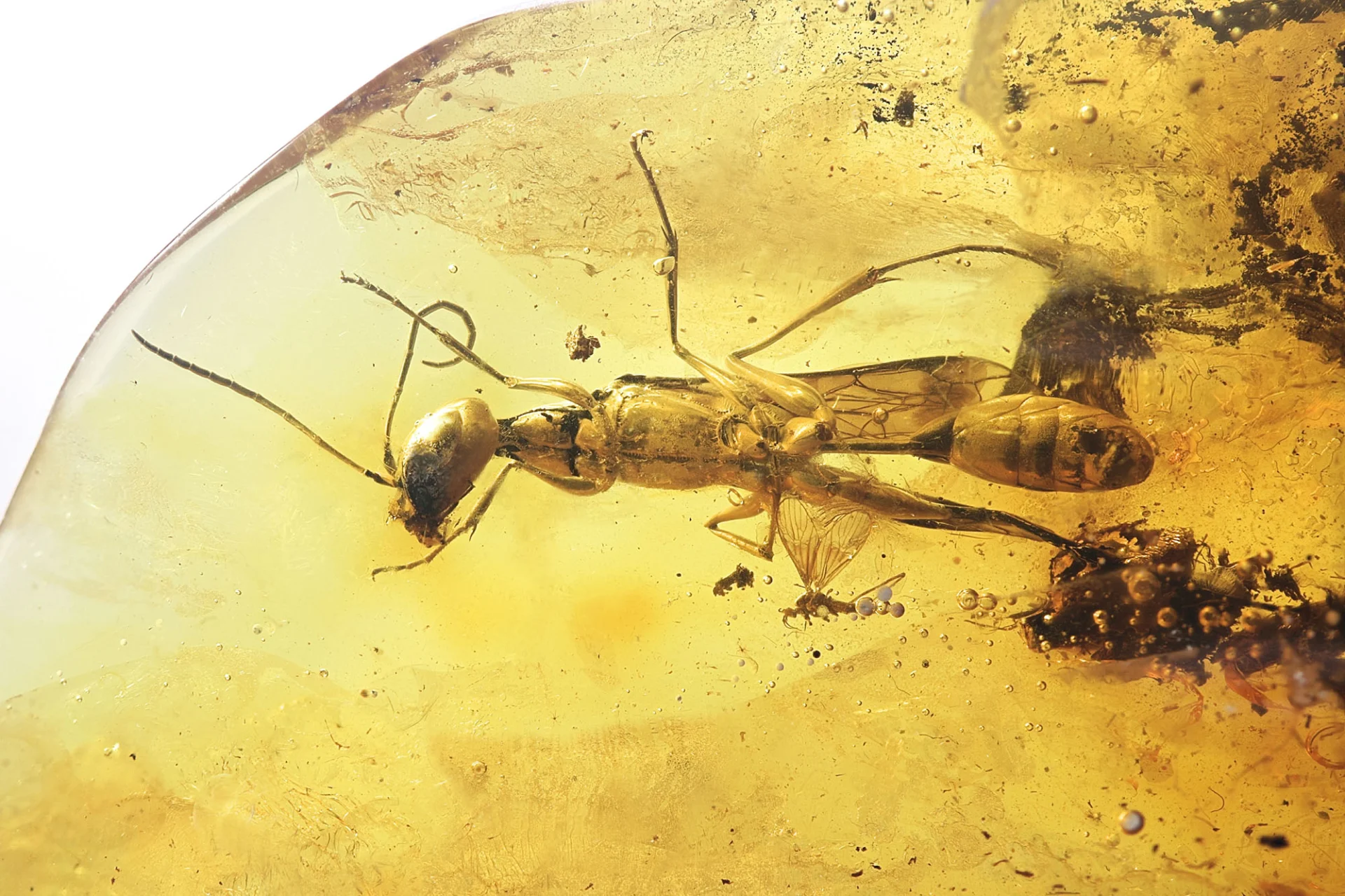 Inkluzja osy w bursztynie bałtyckim dar jonasa damzena. fot. muzeum gdańska