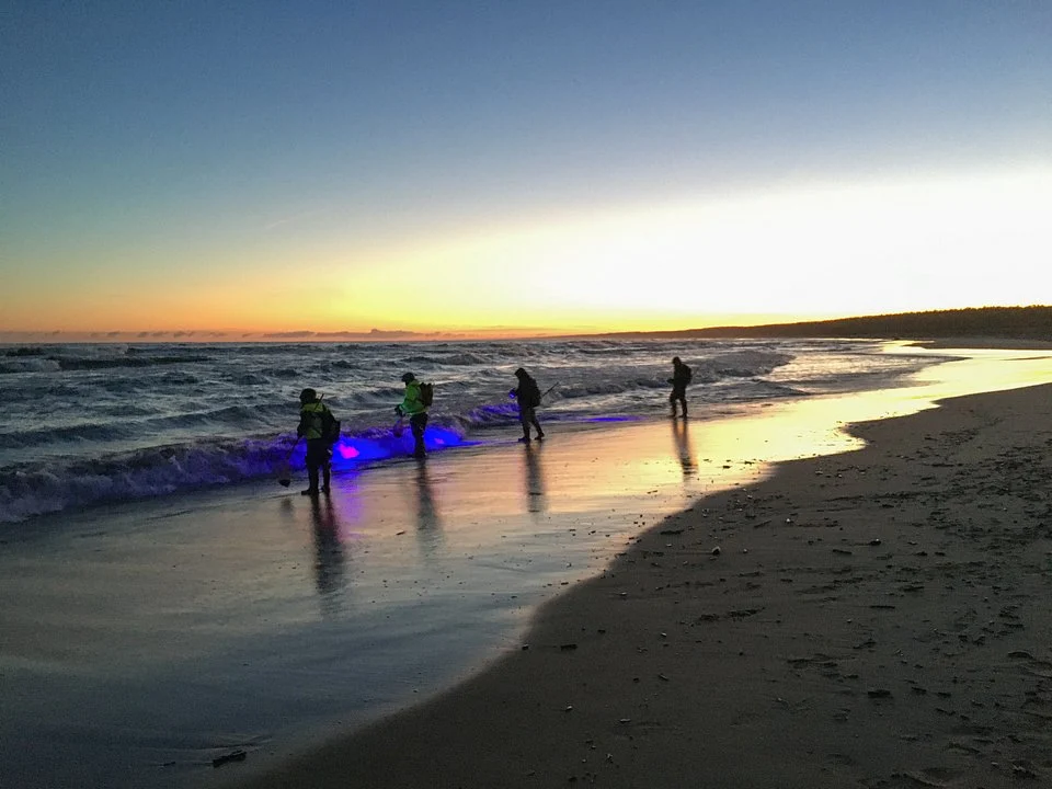 Latarki uv ułatwiają znalezienie bryłek bursztynu