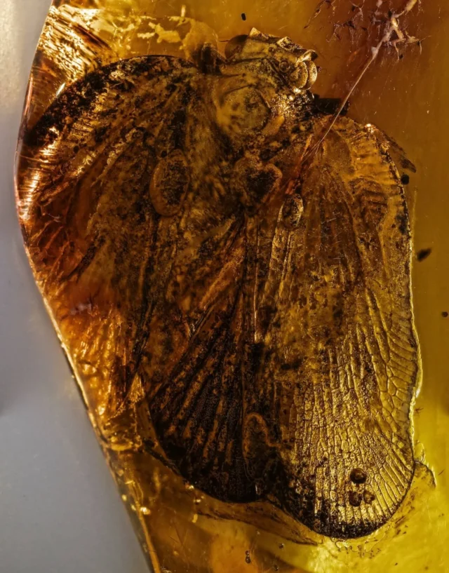 Gedanotropis