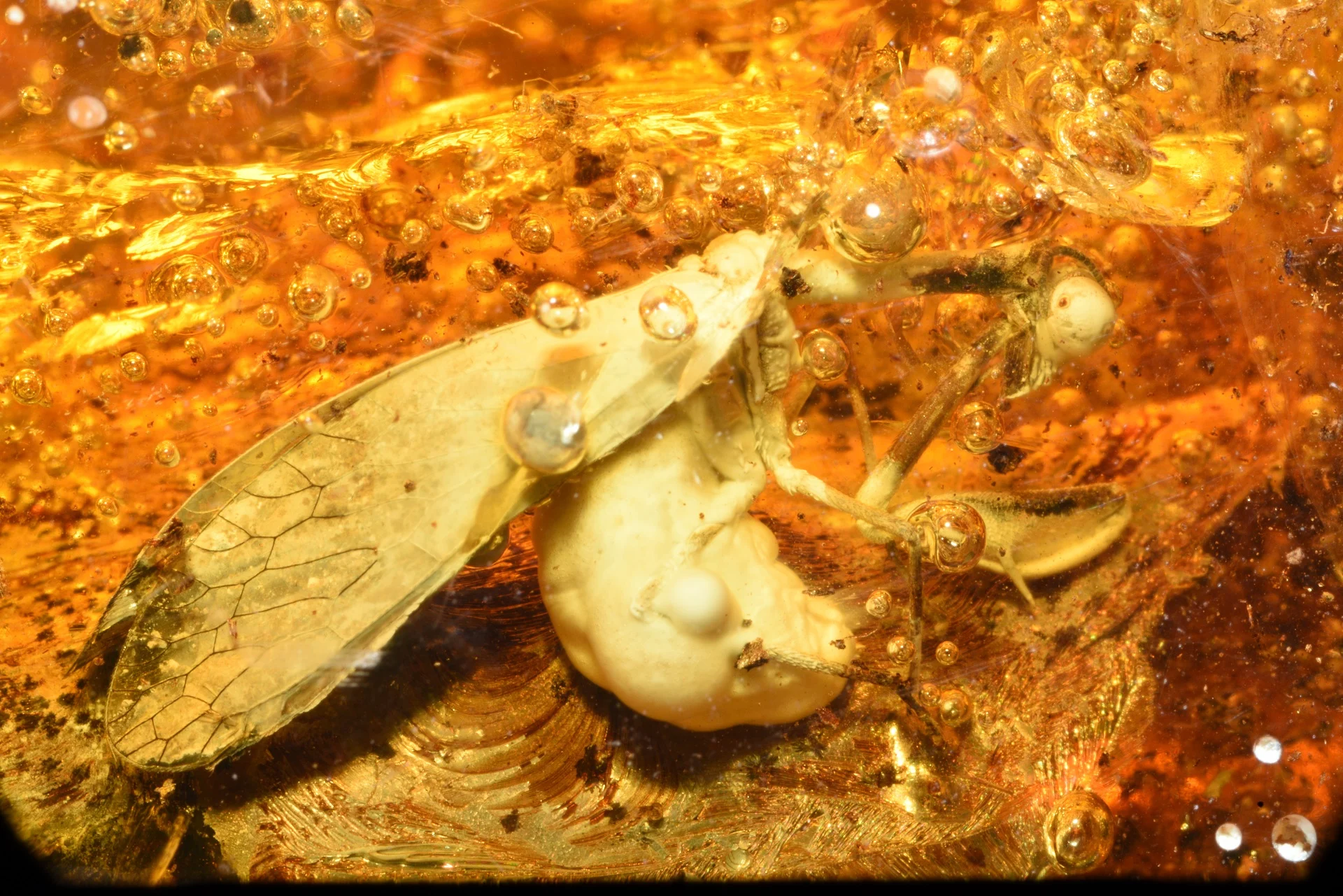 Chwytówka modliszkowata, owad z rodziny mantispidae (gromada insecta owady, rząd neuroptera – siatkoskrzydłe, rodzina mantispidae – chwytówki modliszkowate). wymiary bryłki bursztynu: 39 x 50 x 22 mm; waga: 31,2 g. fot. michał szczerek, muzeum gdańska