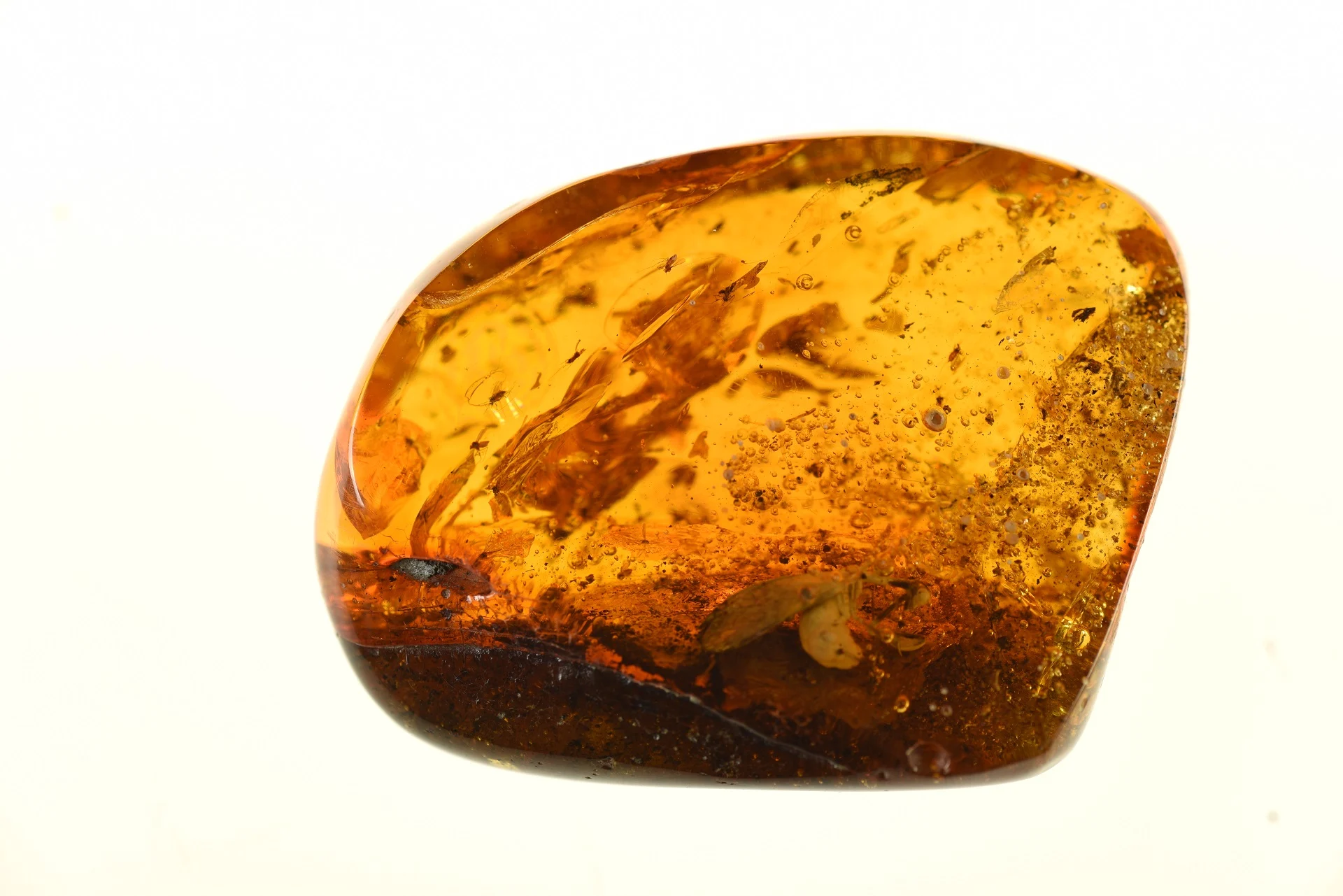 Chwytówka modliszkowata. fot. michał szczerek, muzeum gdańska