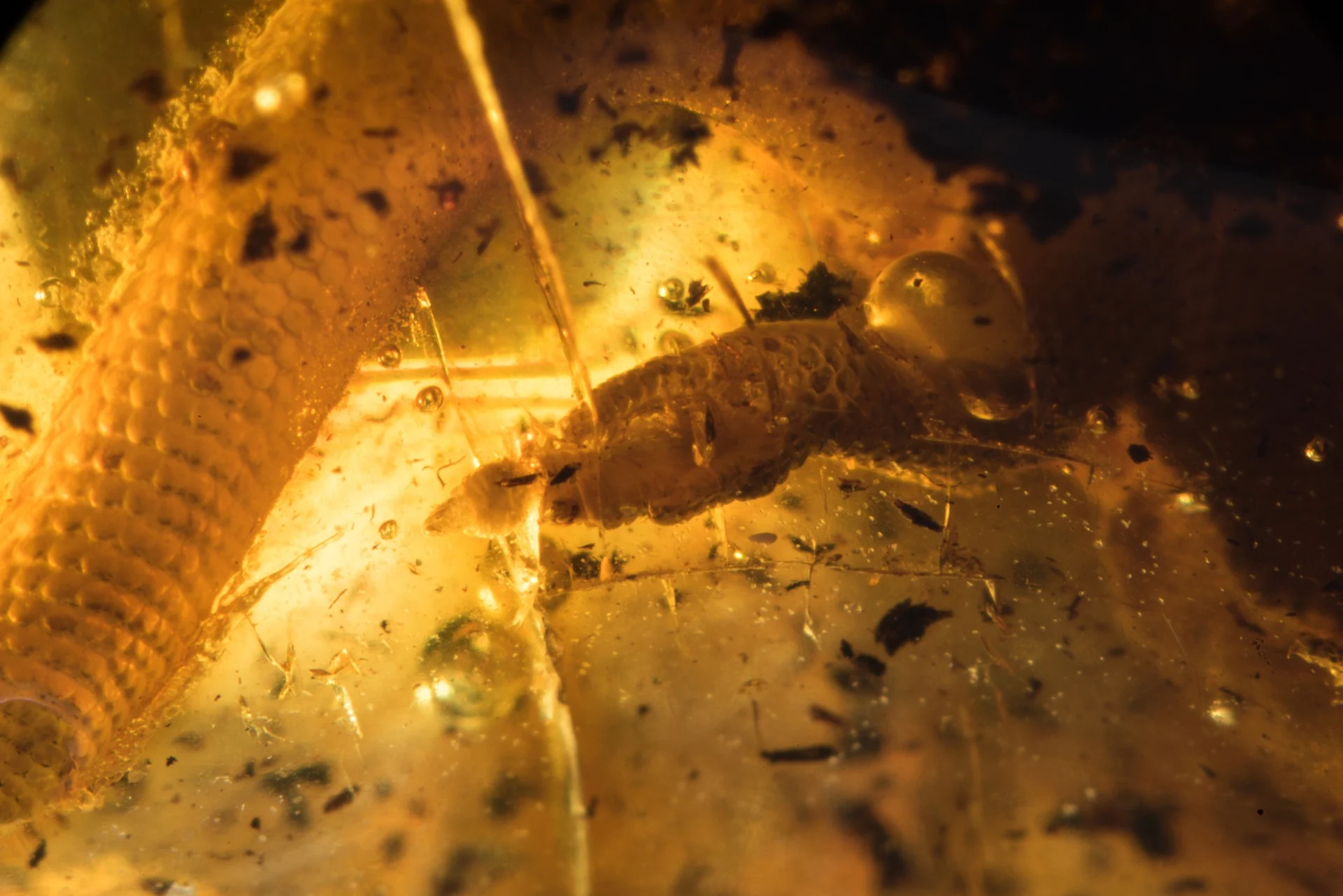 Gekon, jaszczurka z rodziny gekkonidae (podtyp vertebrata – kręgowce, gromada reptilia – gady, rząd squamata – łuskonośne, rodzina gekkonidae – gekony). wymiary bryłki bursztynu: 20 x 29 x 10 mm; waga: 3,2 g. fot. michał szczerek, muzeum gdańska