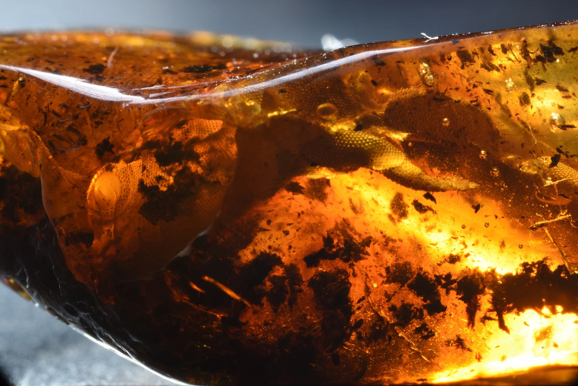 Gekon gdański. fot. michał szczerek, muzeum gdańska