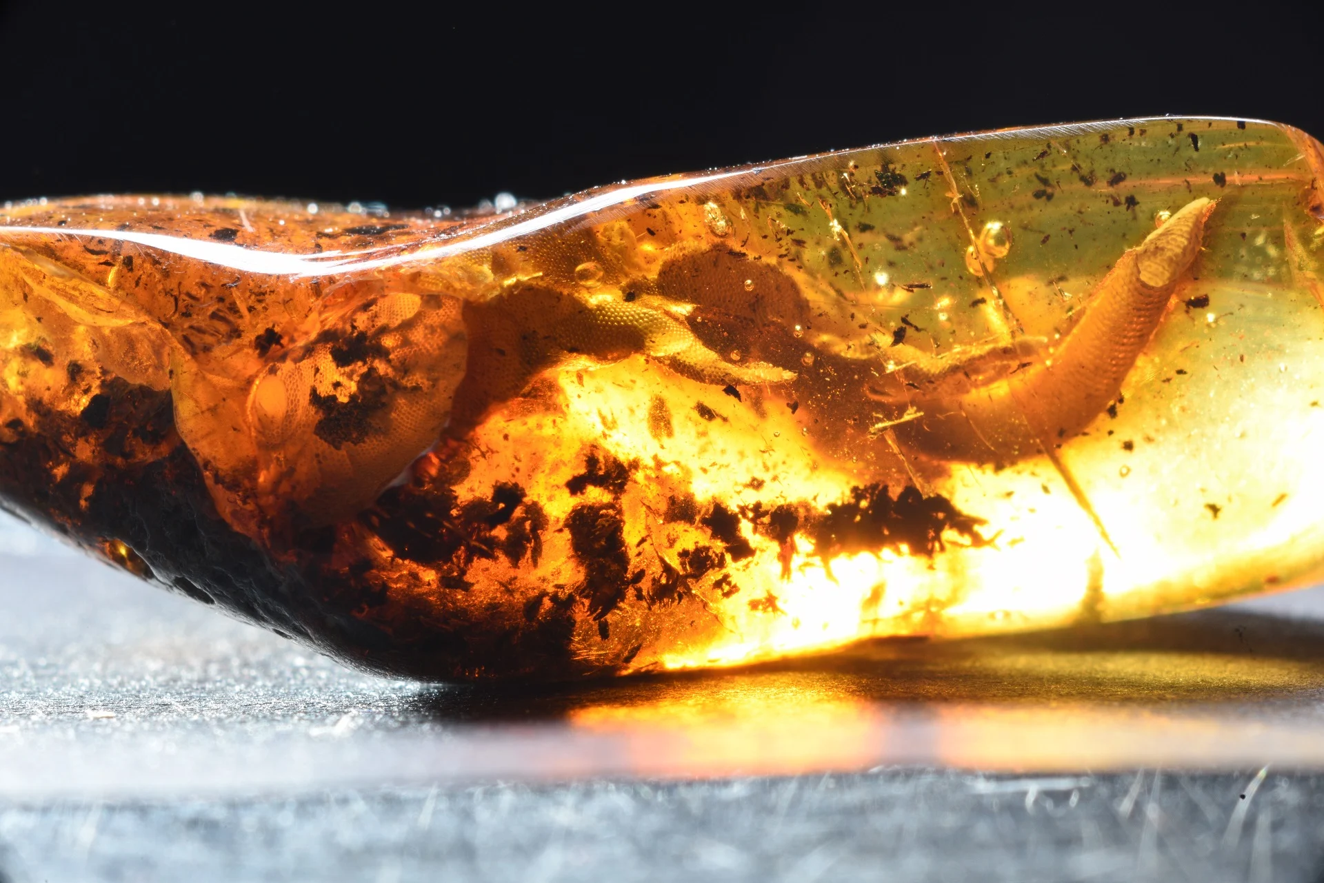 Gekon gdański. fot. michał szczerek, muzeum gdańska