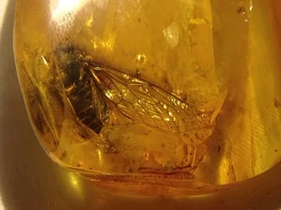 Inkluzja dorosłej cykady