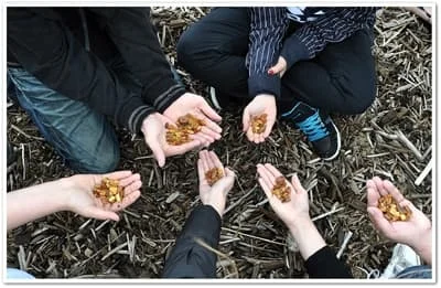 Każdy znalazł bursztyn!