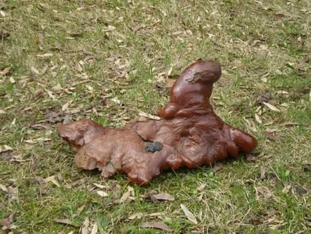 „Model opolski” wykonany ze sztucznej żywicy – wg badań w podczerwieni z rezolanu. Ze zbiorów Muzeum Ziemi PAN w Warszawie