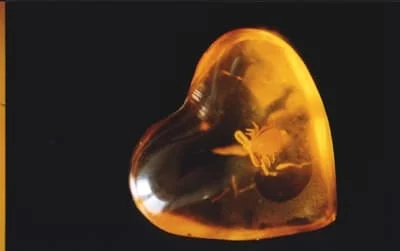 zaleszczotek w bursztynie bałtyckim - z kolekcji Muzeum Ziemi PAN