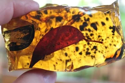 Inkluzja liścia Hymenea