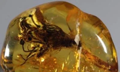 Roślinna inkluzja w bursztynie - okaz z wystawy "Bursztyn - od płynnej żywicy do sztuki zdobniczej" w Muzeum Ziemi PAN