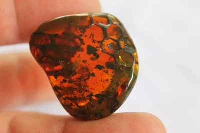 Inkluzja plastra pszczelego