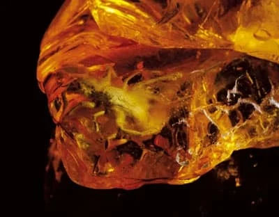 Solifuga jest nowym, wyjątkowym eksponatem w Muzeum Bursztynu