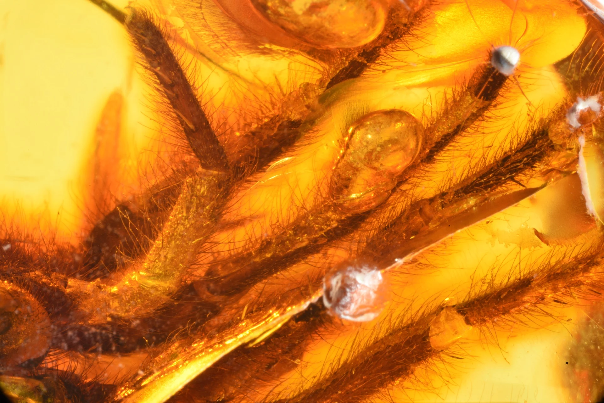 Ptasznik inkluzja w bursztynie bałtyckim. fot. michał szczerek, muzeum gdańska