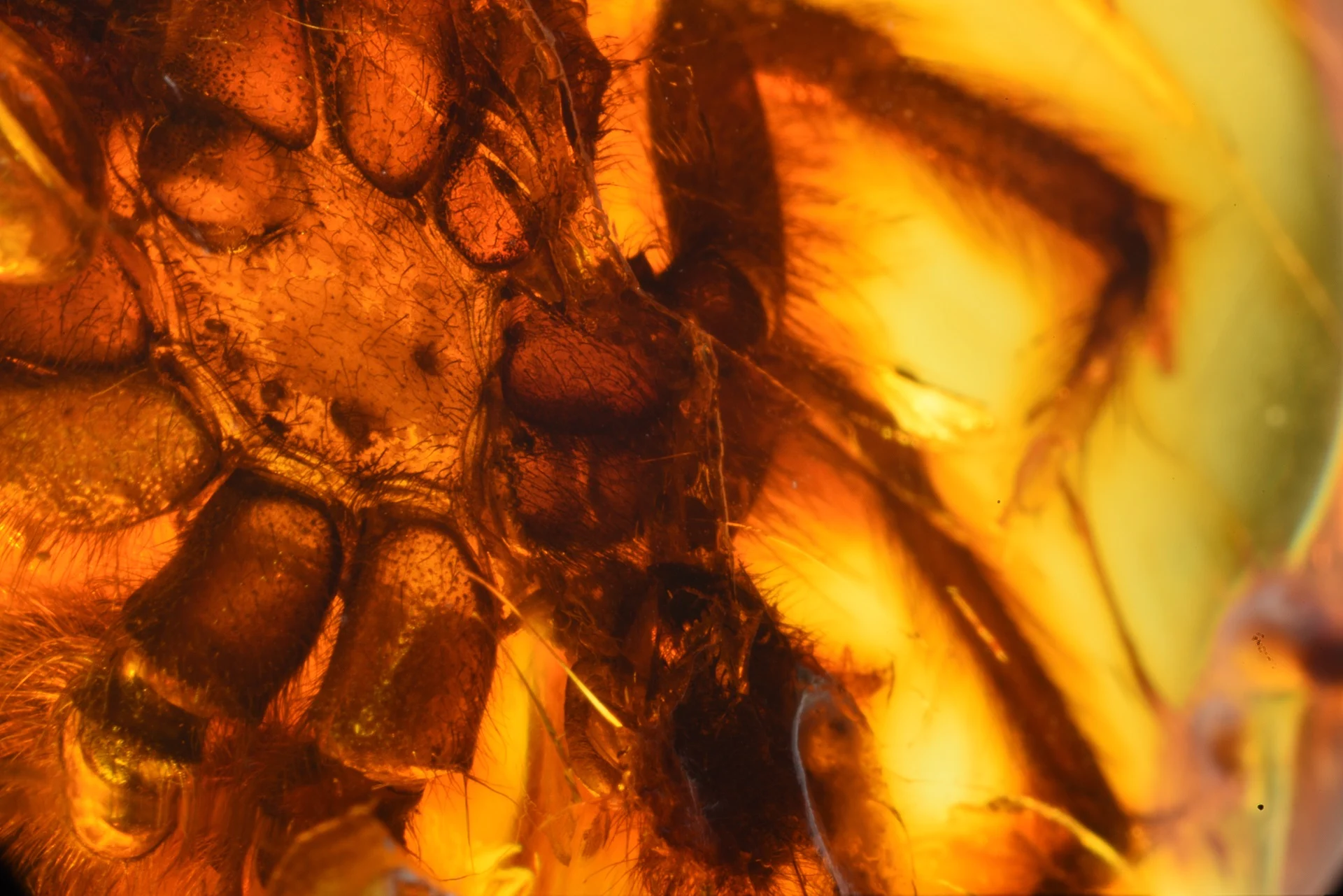 Ptasznik inkluzja w bursztynie bałtyckim. fot. michał szczerek, muzeum gdańska